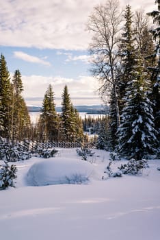 Winter landscape with snowy trees and fence. Christmas scene.