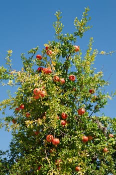 Pomegranate tree in blue sky background