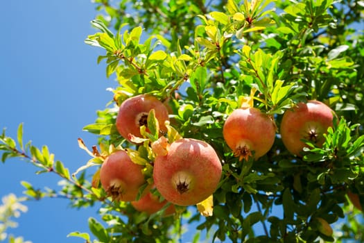 Pomegranate against blue sky background