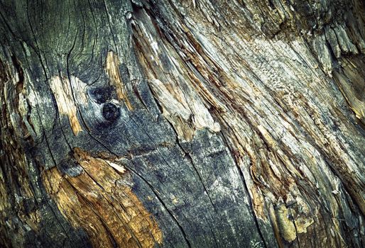 abstract background or texture detail of an old moldy tree stump