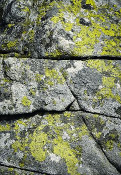 abstract background or texture line on a granite rock with yellow moss