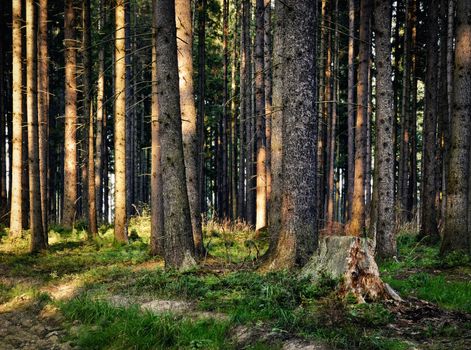 background nature in ancient woods last rays of light