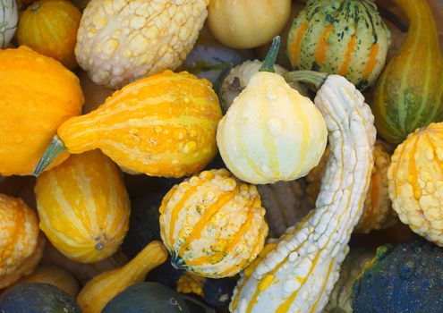 multicolor squash pumpkins at the market for halloween or thanksgiving