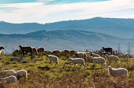 The sheep grazing in the high mountains