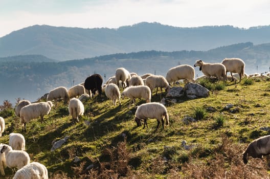 The sheep grazing in the high mountains