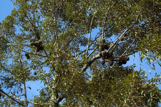 Group of durian fruit on branch of tree in garden, durian fruits is special agricultural product with good taste in autumn at Vietnam