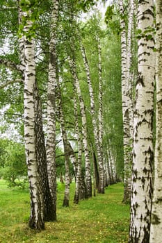 Birch alley in Yasnaya Polyana near Tula city, Russia