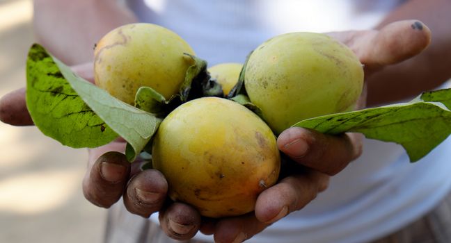 Group of persimmon fruit just harvest from persimmons tree, is special agricultural product of tropical country as Vietnam