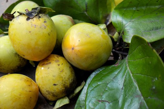 Group of persimmon fruit just harvest from persimmons tree, is special agricultural product of tropical country as Vietnam