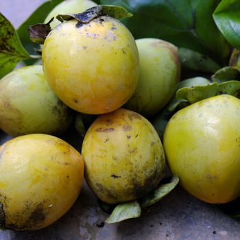 Group of persimmon fruit just harvest from persimmons tree, is special agricultural product of tropical country as Vietnam