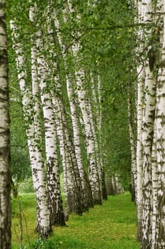 Birch alley in Yasnaya Polyana near Tula city, Russia