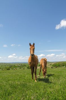 horses in the pasture near the waterhole