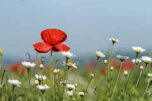 Red poppy blooming on field. Wild red poppies flowers.