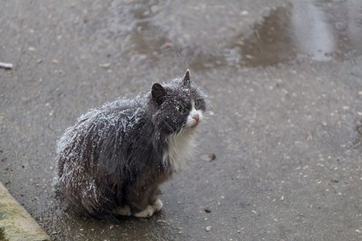 Homeless cat sitting on the street in the snow