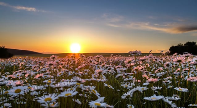 Panorama Sunset over a field of daisies
