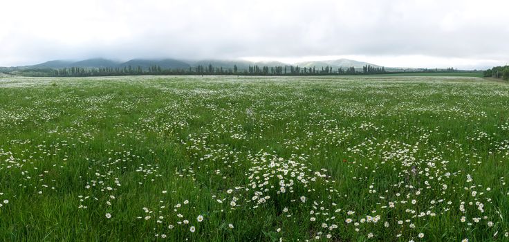 panoramic field of chamomile on a background of morning fog