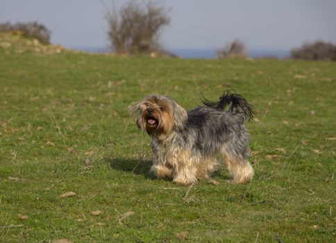 Cute yorkshire terrier on the grass