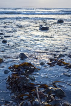 seaweed at rocky beal beach near ballybunion on the wild atlantic way ireland with a beautiful yellow sunset