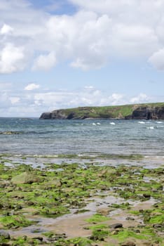 seaweed covered rocks and cliffs on ballybunion beach in county kerry ireland