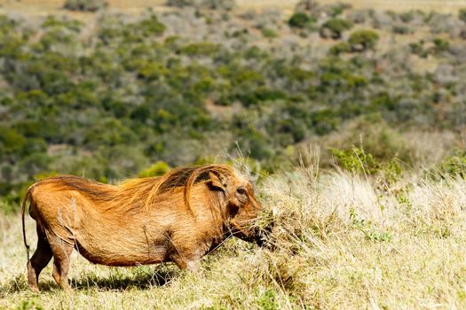 Digging in the grass - Phacochoerus africanus - The common warthog is a wild member of the pig family found in grassland, savanna, and woodland in sub-Saharan Africa.