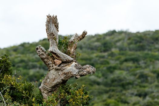 Tree Growth - Addo is a town in Sarah Baartman District Municipality in the Eastern Cape province of South Africa. Region east of the Sundays River, some 72 km northeast of Port Elizabeth.