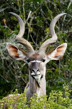 Grinding Your Teeth - The Greater Kudu is a woodland antelope found throughout eastern and southern Africa. Despite occupying such widespread territory, they are sparsely populated in most areas.
