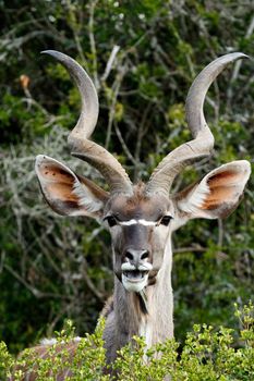Smiling - The Greater Kudu is a woodland antelope found throughout eastern and southern Africa. Despite occupying such widespread territory, they are sparsely populated in most areas.