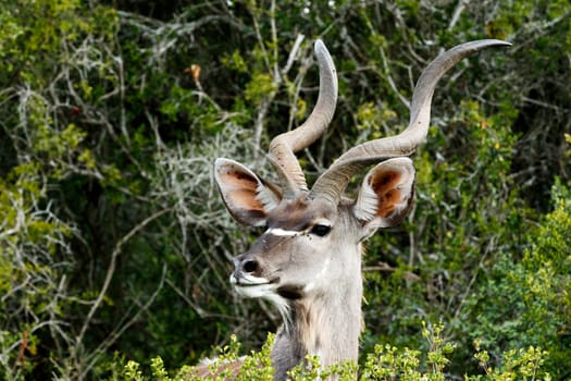 This Side Look - The Greater Kudu is a woodland antelope found throughout eastern and southern Africa. Despite occupying such widespread territory, they are sparsely populated in most areas.