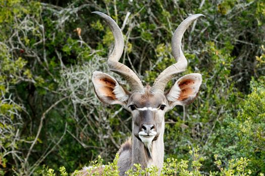ID Photo look - The Greater Kudu is a woodland antelope found throughout eastern and southern Africa. Despite occupying such widespread territory, they are sparsely populated in most areas.