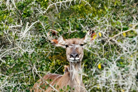 Hiding From The Cameras - The Greater Kudu is a woodland antelope found throughout eastern and southern Africa. Despite occupying such widespread territory, they are sparsely populated in most areas.