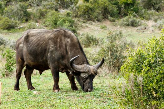 Eating - The African buffalo or Cape buffalo is a large African bovine. It is not closely related to the slightly larger wild water buffalo of Asia and its ancestry remains unclear.