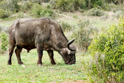 Smelling The Grass -  The African buffalo or Cape buffalo is a large African bovine. It is not closely related to the slightly larger wild water buffalo of Asia and its ancestry remains unclear.