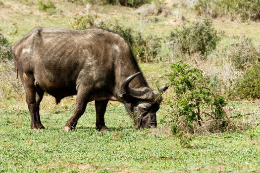 Just Chilling - The African buffalo or Cape buffalo is a large African bovine. It is not closely related to the slightly larger wild water buffalo of Asia and its ancestry remains unclear.