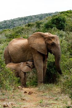 Mom And Baby - The African bush elephant is the larger of the two species of African elephant. Both it and the African forest elephant have in the past been classified as a single species.