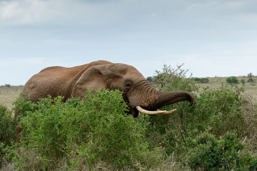 Eating Time - The African bush elephant is the larger of the two species of African elephant. Both it and the African forest elephant have in the past been classified as a single species.