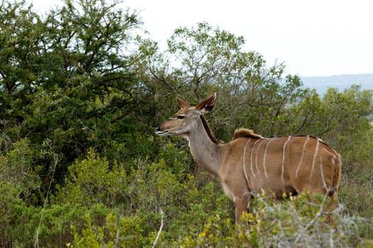 Staring Into The Future - The Greater Kudu is a woodland antelope found throughout eastern and southern Africa. Despite occupying such widespread territory, they are sparsely populated in most areas.