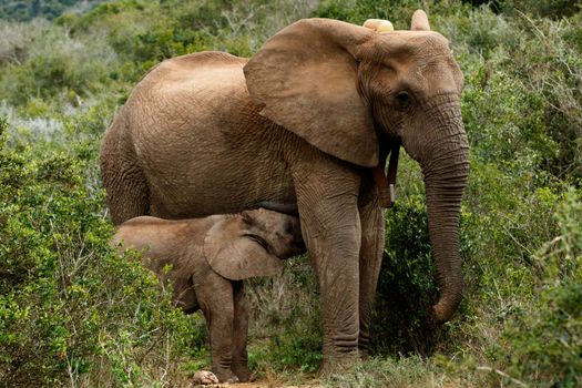 Drinking Time - The African bush elephant is the larger of the two species of African elephant. Both it and the African forest elephant have in the past been classified as a single species.