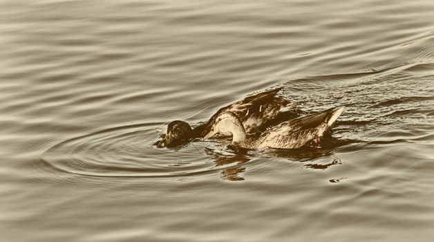 Young duck slowly floating by the calm blue lake 