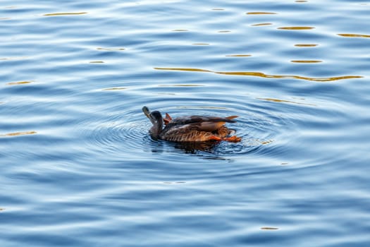 Young duck slowly floating by the calm blue lake 