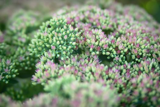 Sedum spectabile Iceberg plant - macro photo of a flower