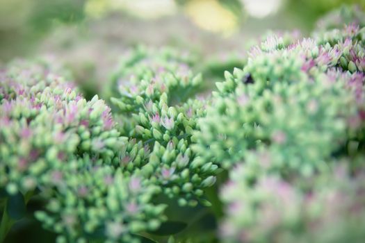 Sedum spectabile Iceberg plant - macro photo of a flower