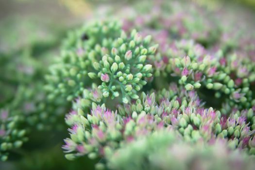 Sedum spectabile Iceberg plant - macro photo of a flower