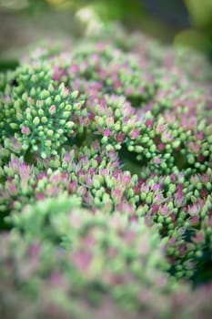 Sedum spectabile Iceberg plant - macro photo of a flower