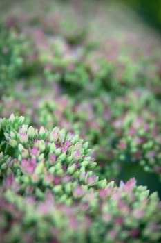 Sedum spectabile Iceberg plant - macro photo of a flower