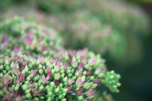 Sedum spectabile Iceberg plant - macro photo of a flower