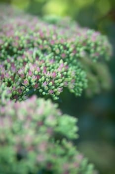 Sedum spectabile Iceberg plant - macro photo of a flower