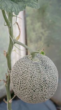 close up of fresh melon in a vegetable garden