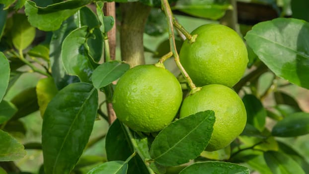 Lime green tree hanging from the branches of it