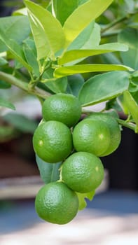 Lime green tree hanging from the branches of it