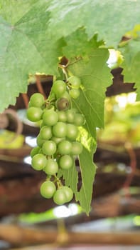 grapes with green leaves on the vine fresh fruits